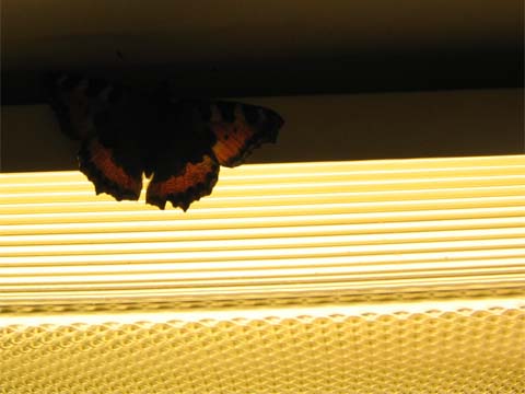 Finbes�k vid getingf�llan